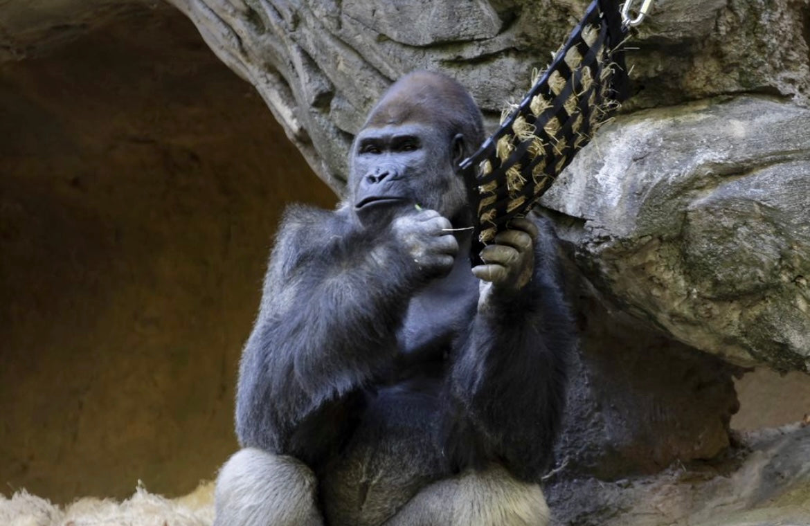 The NibbleNet Primate Bag ThinAirCanvas